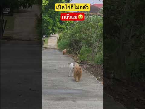ไกลแค่ไหนก็ต้องกลับ #matercat #cattyrobo #cat #cutecat #funny #pets #short