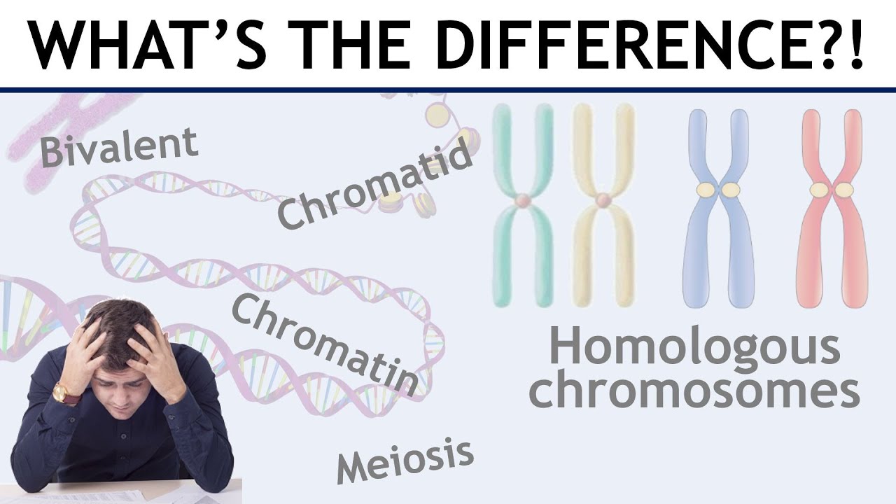 Homologous chromosomes, sister chromatids, bivalents etc. explained