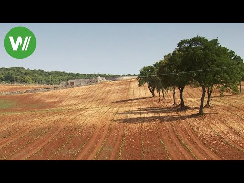 Apulia - Almond Trees, Olive Trees, and Trulli | Country Dreams (Episode 8/37)