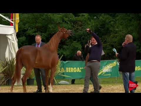 N.12 VIRGINIA MONISCIONE - Bergamo 2018 - Yearling Fillies (Class 1B)