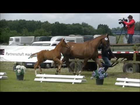 HF2016 Libertad Rotspon