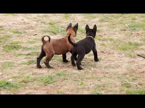 Belgian malinois puppies at 7 weeks old.