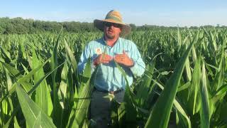 In the Field with John Rocconi - June 2018