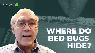 Where Do Bed Bugs Hide? — An Entomologist Explains | MMPC