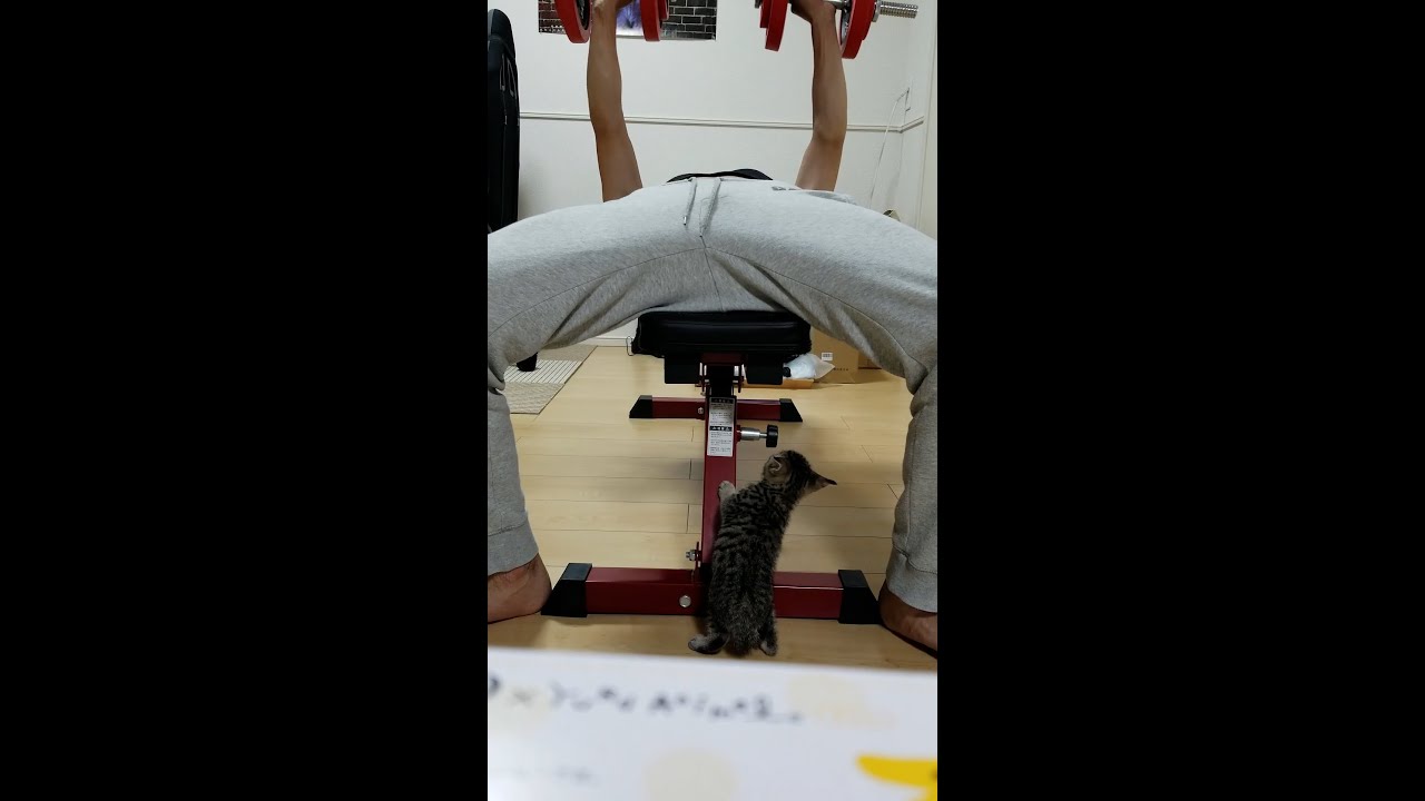 筋トレを始めると心配して子猫がやって来ました #shorts