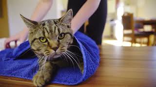 How To Trim Your Cat's Nails At Home