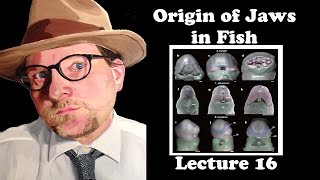 Lecture 16 Origin of Jaws in Fish