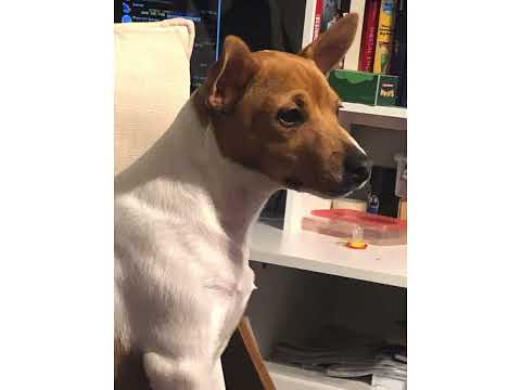 Hot milk what the dog doin edition