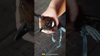 Download lagu BURUNG CILILIN TROTOLAN ANAKAN BARU DAPAT SUDAH JINAK DAN MAKAN.PART.01 mp3