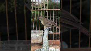 Download lagu BURUNG JONGKANGAN BELAJAR NGEROL || BURUNG JONGKANGAN COKLAT || JONGKANGAN BELAJAR BUNYI NGEROL mp3