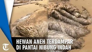 Viral Hewan Aneh Berukuran Raksasa Terdampar di Pantai Nibung Indah, Warnanya Putih Mirip Ubur-ubur