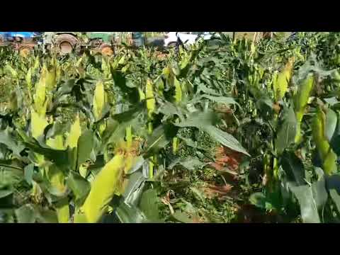 Srikar seeds sweet corn MINTY contact 9963934488