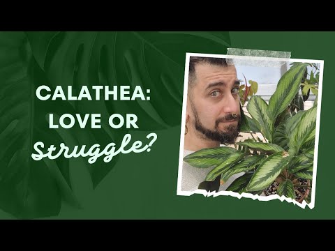 🎬 4-Year Review: Thriving with a Calathea Beauty Star Against All Odds! 🌿