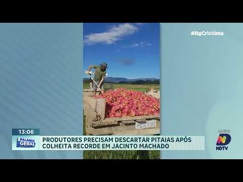 Safra histórica de pitaya termina com prejuízo a produtores em jacinto Machado