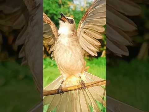 Trending🔥 TRUCUKAN GACOR BAR BAR menekan lawan