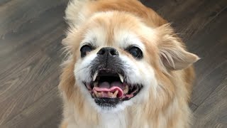 In memory of Miko | April 25,2006 - October 23,2023