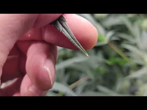 AutoPot Cannabis Grow - Week 6 of Flower 🌼