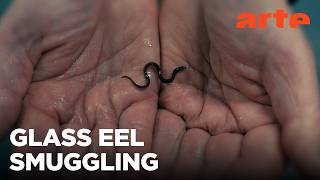 Million Dollar Babies: The Big Business Behind Eel Trafficking | ARTE.tv Documentary
