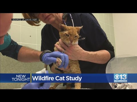 Wildfire Cat Study At UC Davis