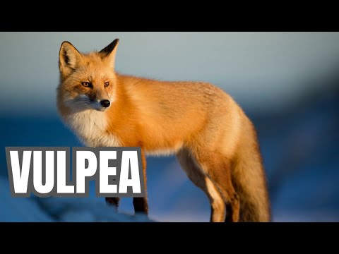 Vulpea | Mini documentar pentru copii.