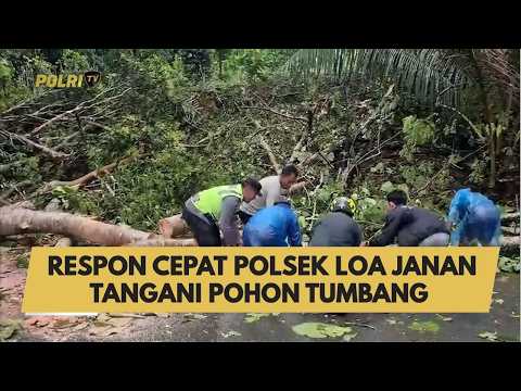 RESPON CEPAT POLSEK LOA JANAN TANGANI POHON TUMBANG
