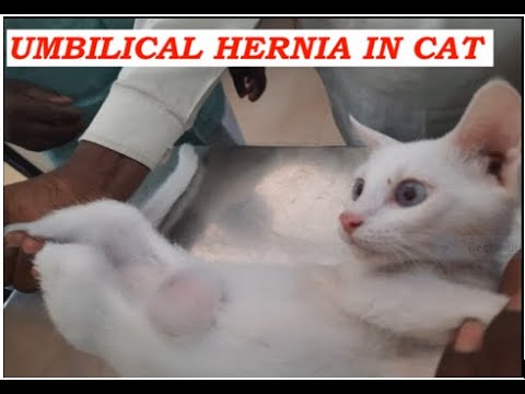 UMBILICAL HERNIA IN CAT