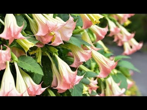 📀 DELIKADONG BULAKLAK | Talampunay | Angel's Trumpet | Misterio