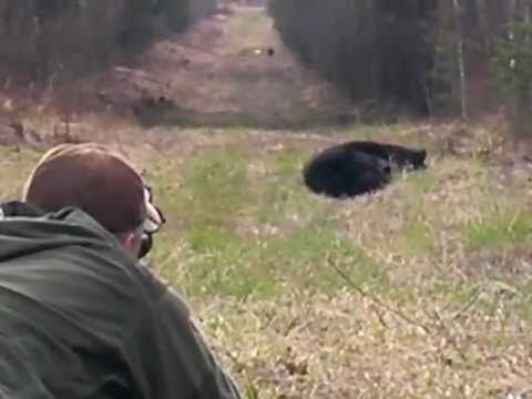Black Bear Spot and Stalk in Alberta Canada