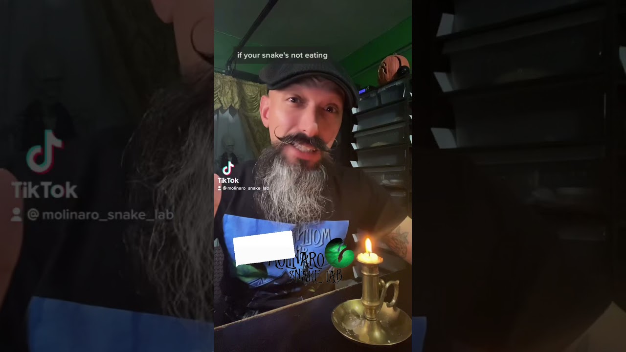 3. Ball python feeding tips