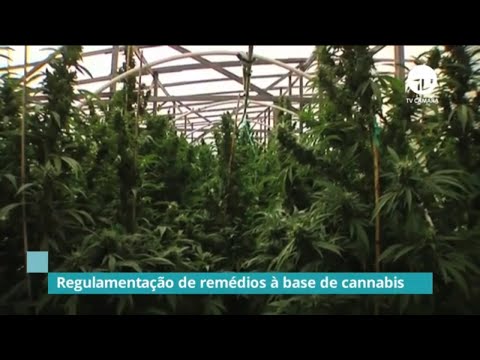 Câmara debate regulamentação de remédios à base de Cannabis - 07/11/19