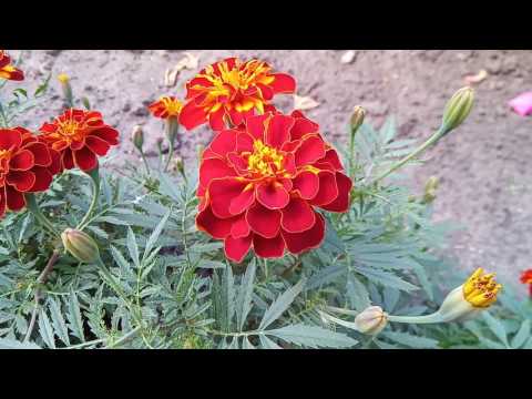 Blackview BV8000 Pro пример записи видео