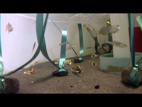 Eucyclogobius newberryiについて詳しく解説