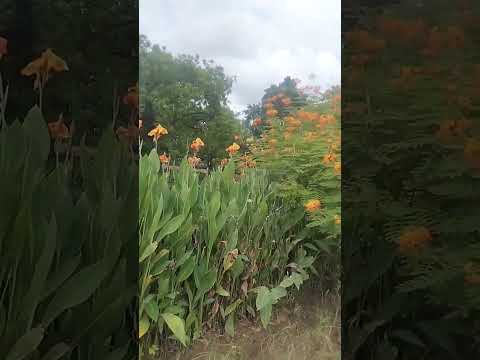 Parimal garden 🏡 ambawadi #youtubeshorts #nature #desh #deshbhakti #ytshorts #trending