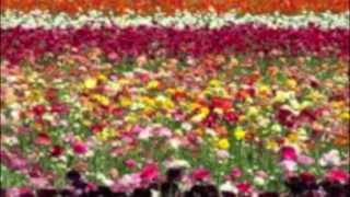 Strawberries Mean Love