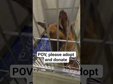 POV, please adopt and donate food link in our bio #NYC#LosAngeles#Chicago#Texas#Florida#california