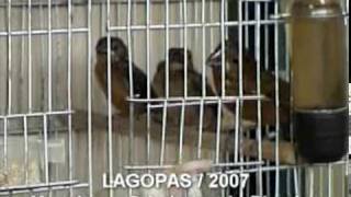 Bicudo no criadouro 
