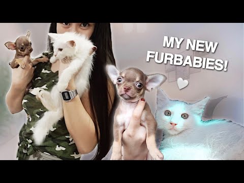 MY NEW FURBABIES! Chihuahua Teacup & Persian Cat 🤍