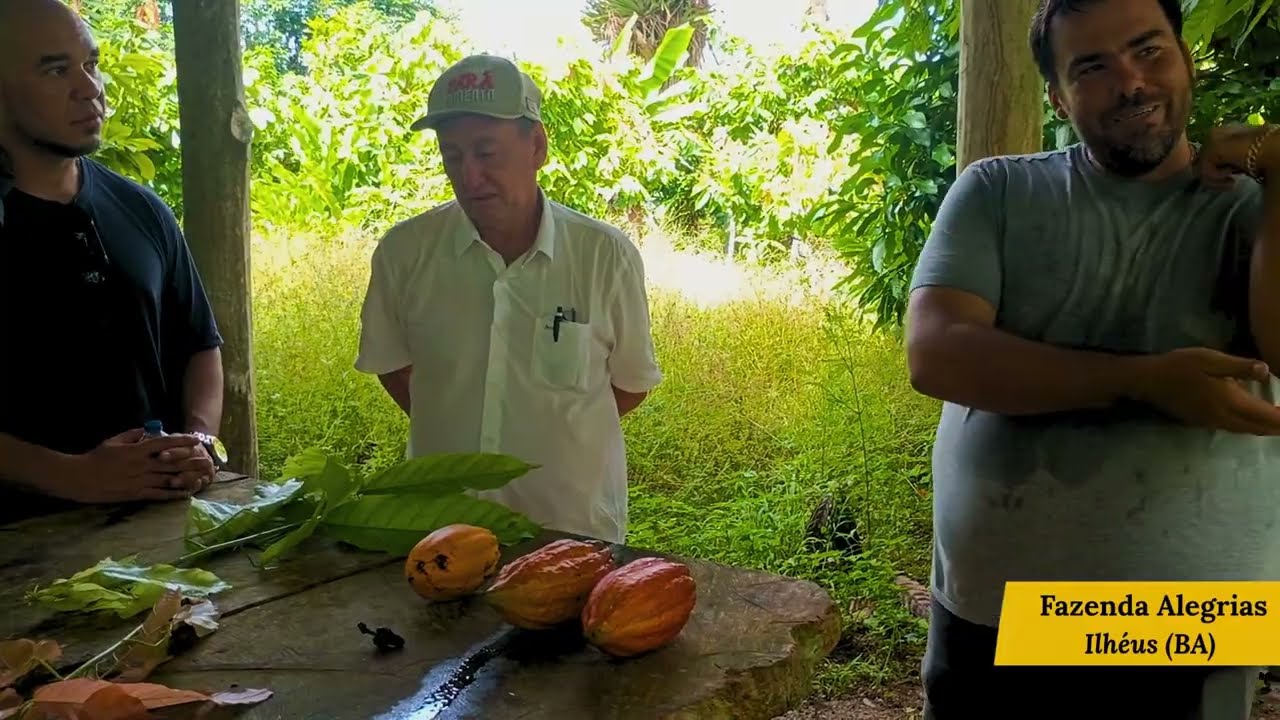 Projeto Cacau Brasil Agrofloresta