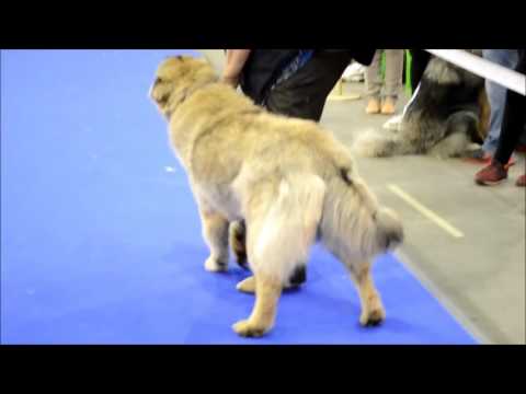 Latifa Iz Stolisty Ukrainy