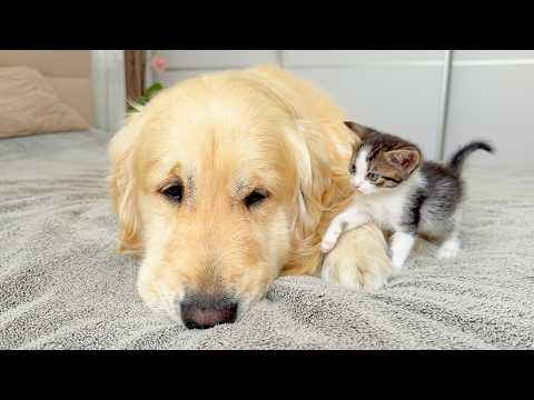 YouTube 썸네일