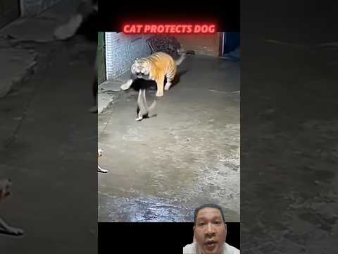 unbelievable cat vs tiger #shorts #0071