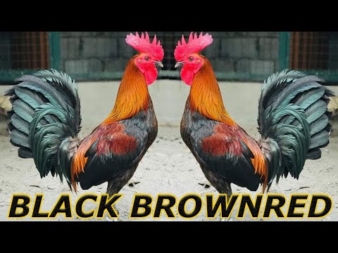 Sweater Brownred Melsim Albany Kelso JORGE FARM Hawaii - Beautiful Birds Farm Visit