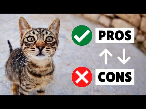The PROS And CONS Of Owning A Cat ✔️ ❌ The GOOD And The BAD