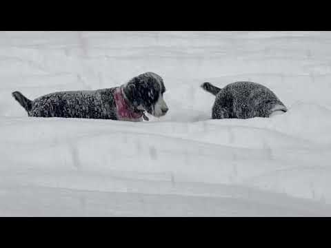Frankie and Decker - Whistler Dogs Love deep snow.... looooove it!!!