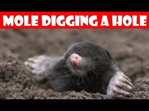 download lagu mp3 mp4 Mole Hole, download lagu Mole Hole gratis, unduh video klip Mole Hole