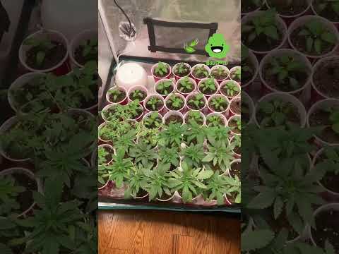 Week 3, just starting the flora series solution