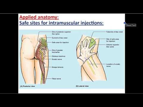 Ligaments of the Gluteal Region - Dr. Ahmed Farid