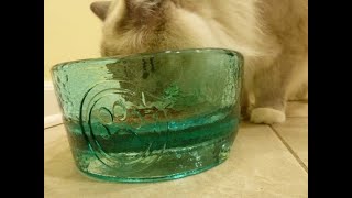 PawNosh Cubby vs Cubby Deluxe Bowls - How Deep Are the PawNo