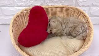 ハーフ犬の動画01