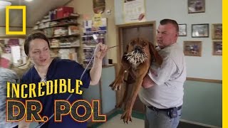 Bloodhounds vs. Porcupine | The Incredible Dr. Pol